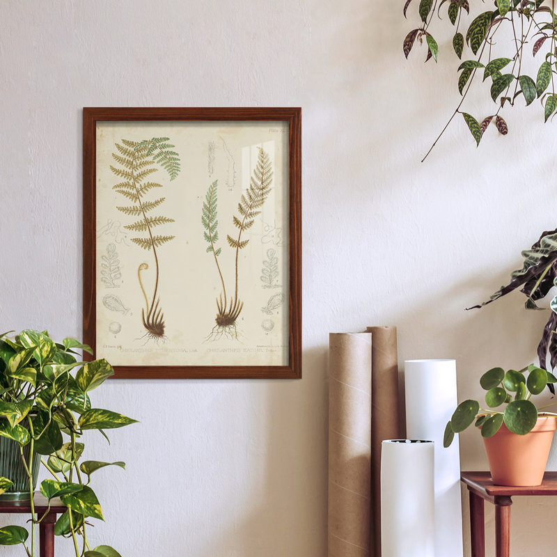 Fern Study I, reproduction d'art encadrée, H 15 po x l 12 po x P 1 po, Châtaigne