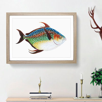 Opah Fish by Edward Donovan - Framed Print