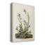 Pl. «139 Field Sparrow», reproduction sur toile tendue-1245601762