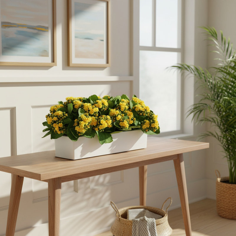 Kalanchos disposés dans un pot de fleurs en fibre de pierre