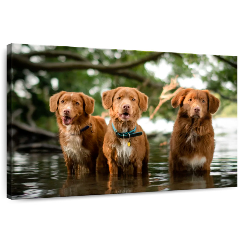 Brampt Tollers In The Water, 34" H x 51" W