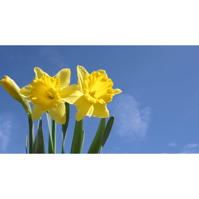 Daffodils by Flander - No Frame Print on Canvas, 61cm H x 91cm W