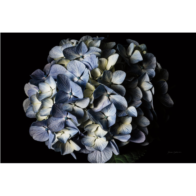 " Pale Blue Hydrangea " by Elise Catterall, 32" H x 48" W  
