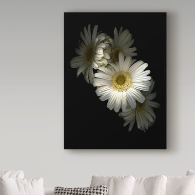 «White Gerbera Daisy» par Dosta, impression sur toile tendue