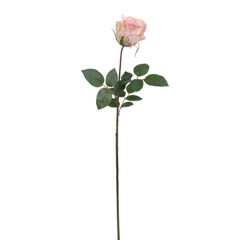 Tige de roses, Rose, 24