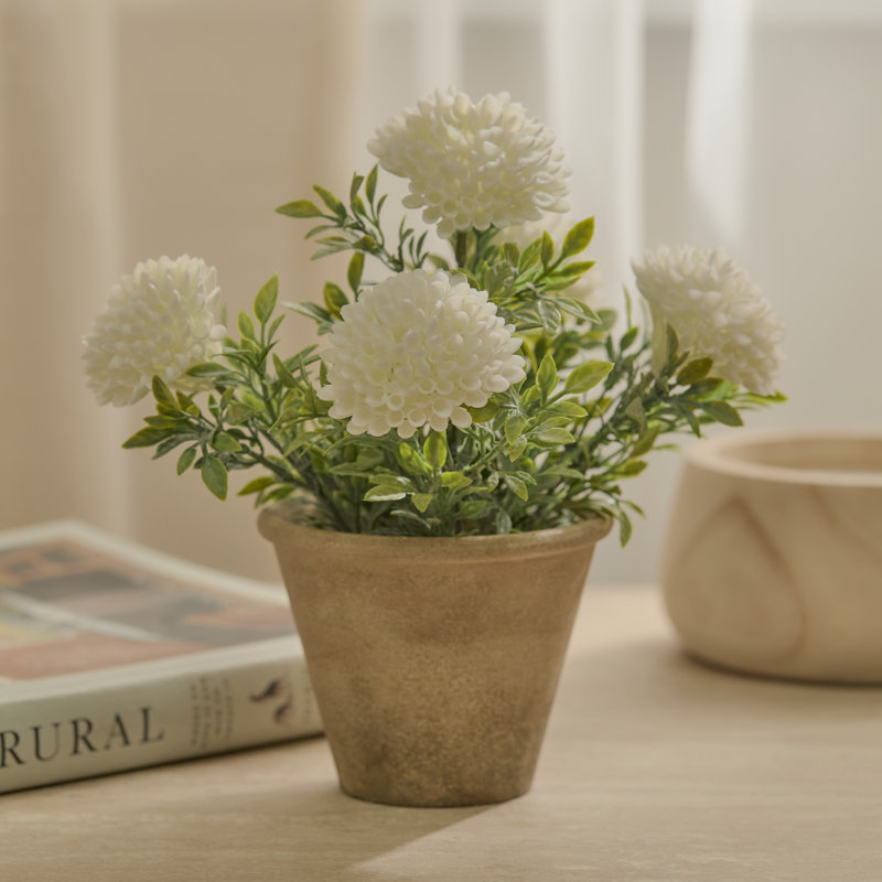 23cm Plant