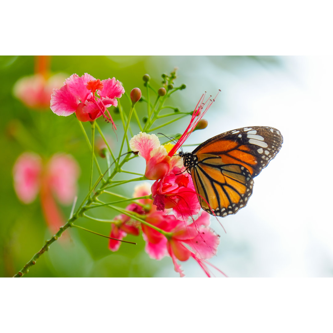 Schmetterling auf Blume von Beergrapher - Foto ohne Rahmen auf Leinwand