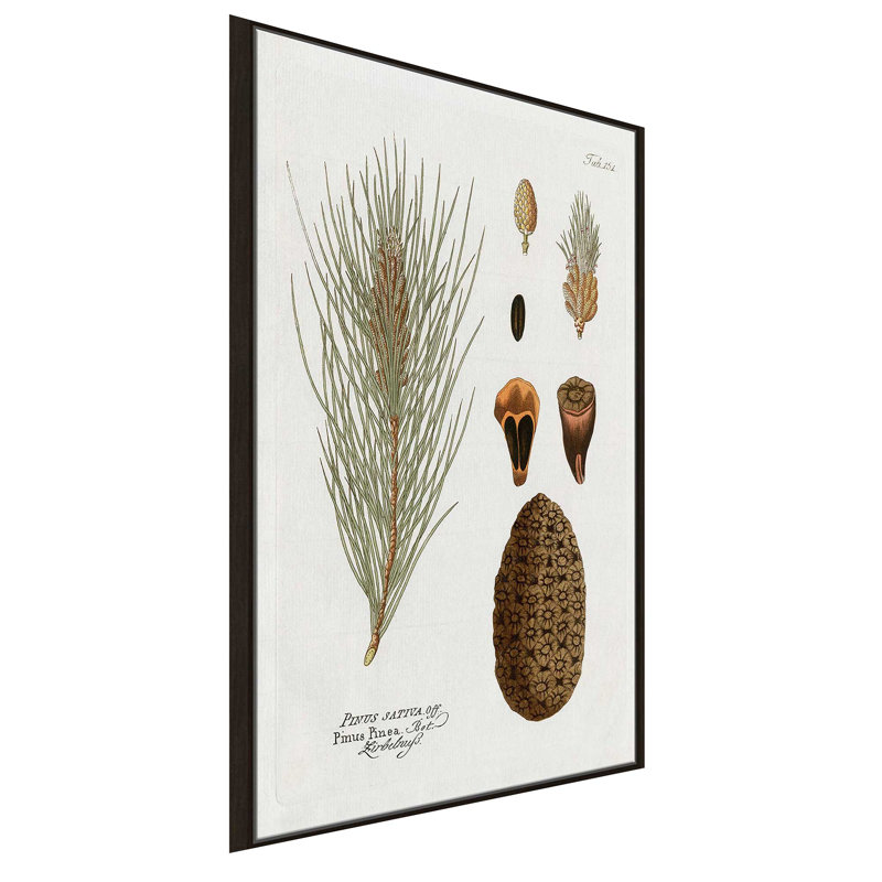 Pin botanique - Peinture, L 27,5 po x H 43,5 po, Encadrement brun