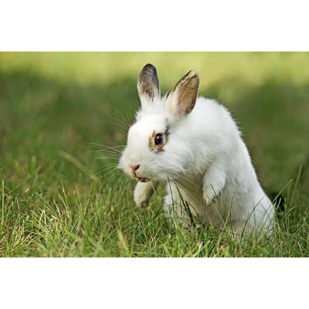 Leinwandbild Weißes und braunes Kaninchen auf Gras im Sprung