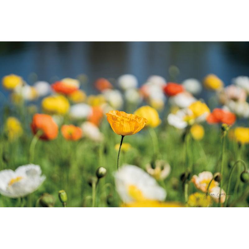 Poppy Field' by Elise Catterall - Photograph Print, Wrapped Canvas, 20 cm H x 30 cm W