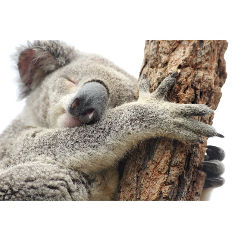 Koala endormi, isolé sur blanc - Photographie sur toile tendue, H 8 po x l 12 po