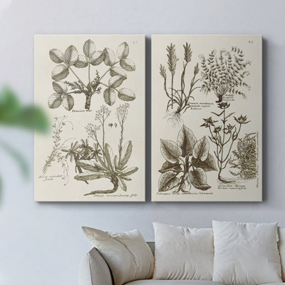 Revue botanique sépia VI - Toile tendue avec châssis de qualité supérieure - Prêt à être accroché