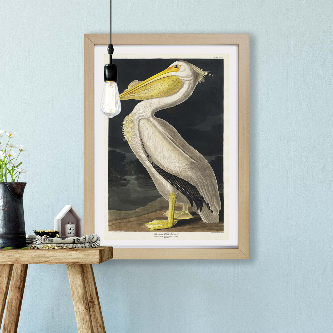 American White Pelican by John James Audubon - Wall Art
