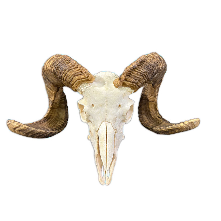 Foundry Select Trophy Size Real Ram Skull 