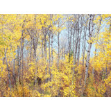 Swan Valley Autumn Portrait #4 Print by Bruce Heinemann