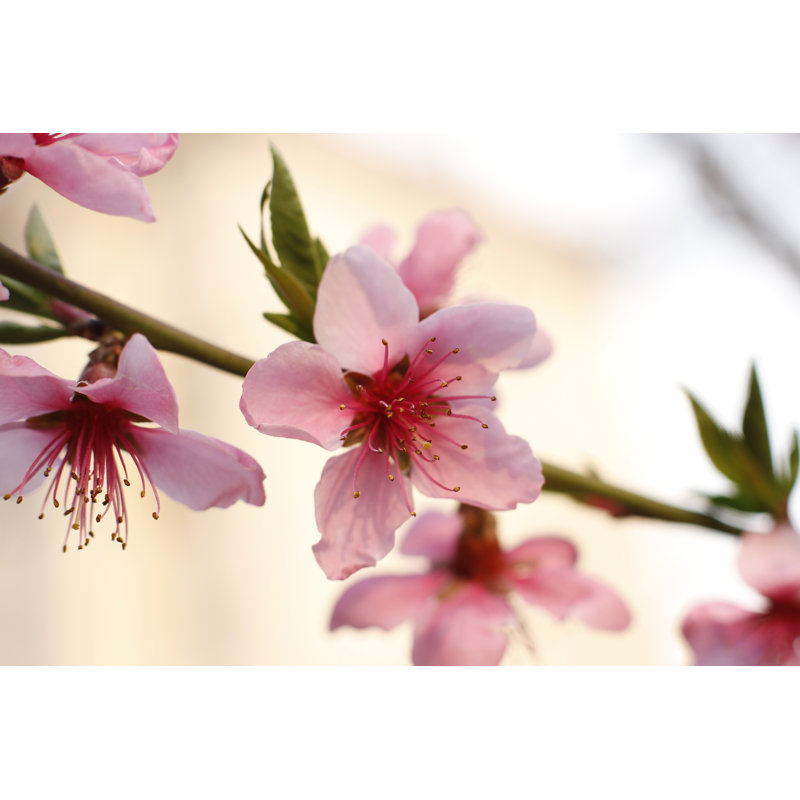 Peach Blooming - Wrapped Canvas Print, 20cm H x 30cm W x 3.8cm D