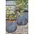 Aletriz Ceramic Pot Planter