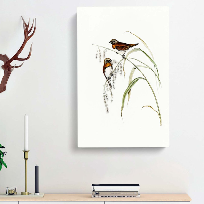 Chestnut-breasted Finch by Elizabeth Gould - Wrapped Canvas Painting, 50cm H x 35cm W x 3cm D
