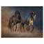 «Black and Brown Horse Run», reproduction de photo sur toile tendue-29495869