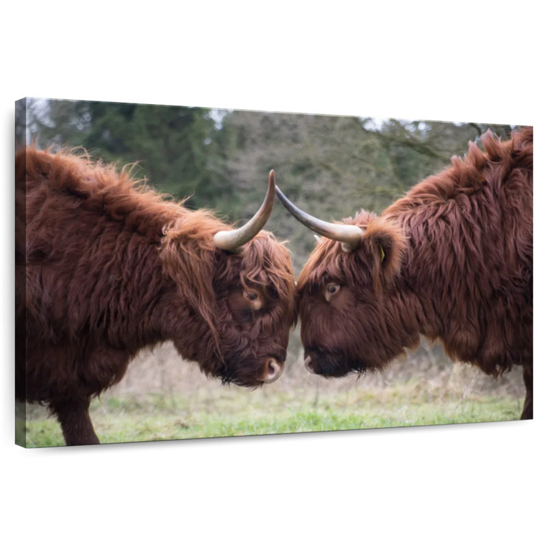 Brampt Highland Cow Clash, 34" H x 51" W