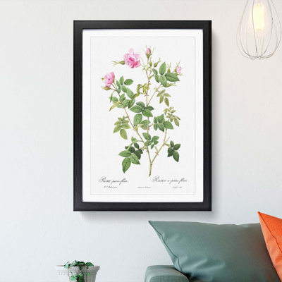 Wild Rose in Pink by Pierre-Joseph Redoute - Framed Print