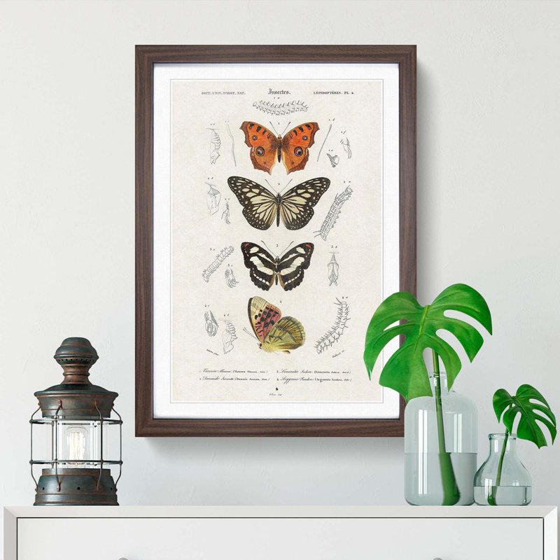 Butterfly Illustrations PL. 4 by Charles d' Orbigny - Picture Frame Graphic Art Print, 36cm H x 27cm W x 2cm D, Walnut Framed