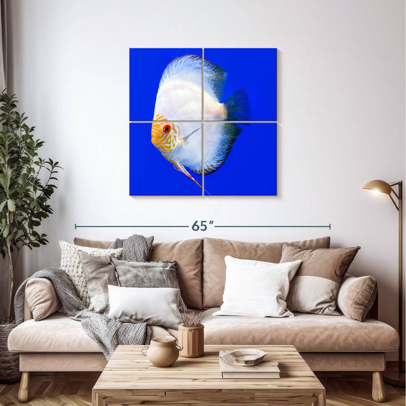 Brampt Pompadour Discus Fish