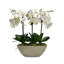 ORCHID IN LARGE OVAL PLANTER