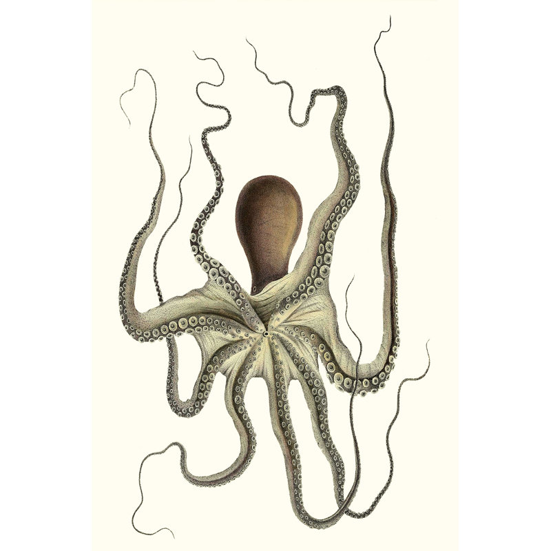 Collection Antique Octopus I, H 36 po x l 24 po