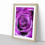 Striking Purple Rose in Abstract - Picture Frame Graphic Art Print on MDF-55730328-55730320