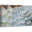 «Pale Green Echeveria Desert Succulent» sur-99542848