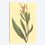 «Water Knotweed», reproduction sur toile-31849636-73269387-73269392