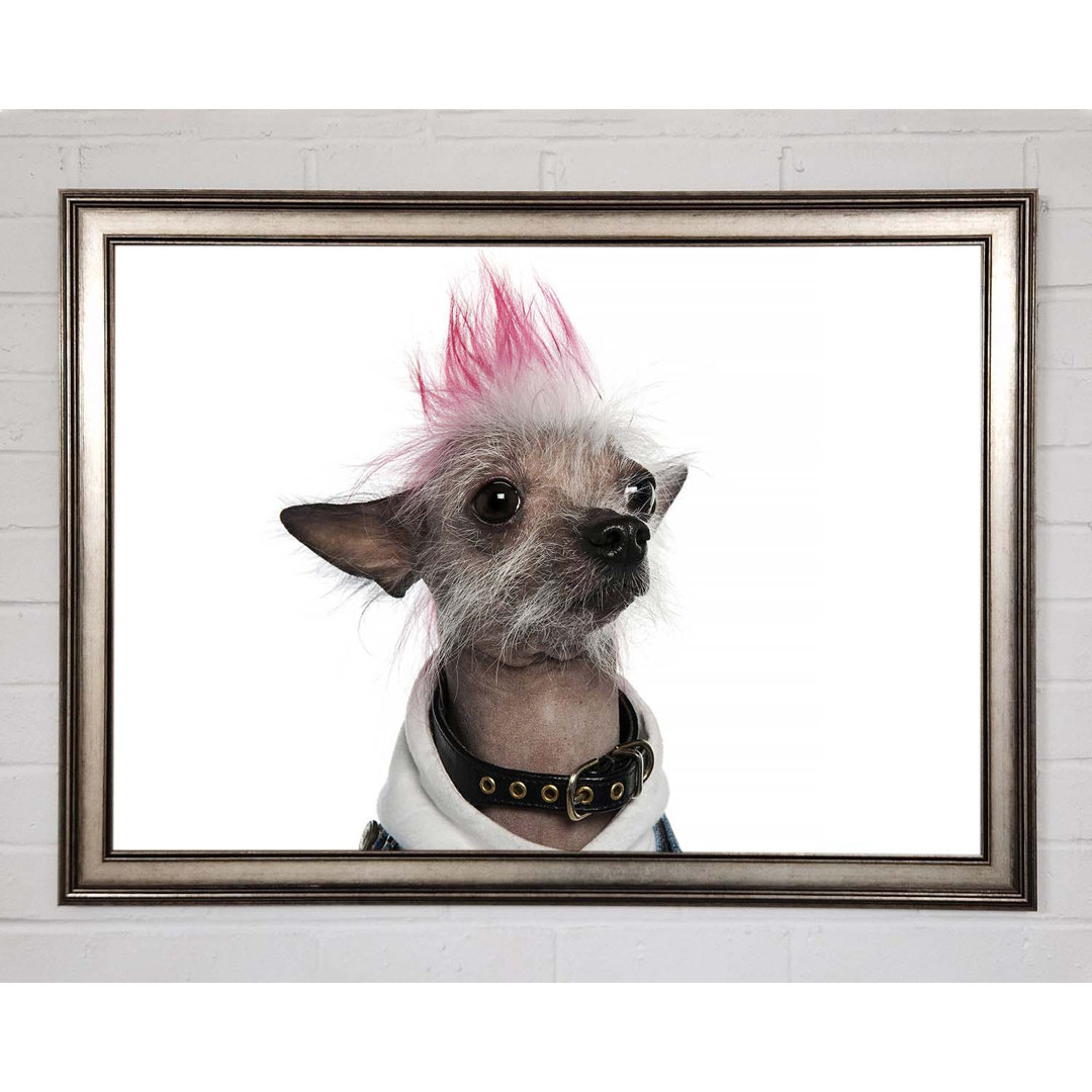 Gerahmtes Leinwandbild Chinese Crested Punk Dog