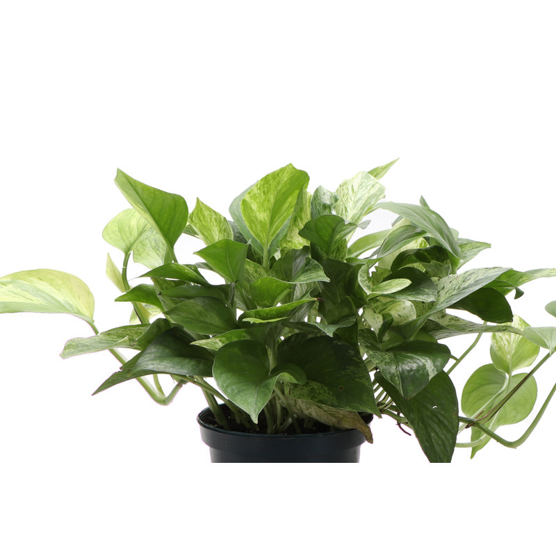 Live Marble Queen Pothos Plant,  10"" H X 6"" W X 6"" D