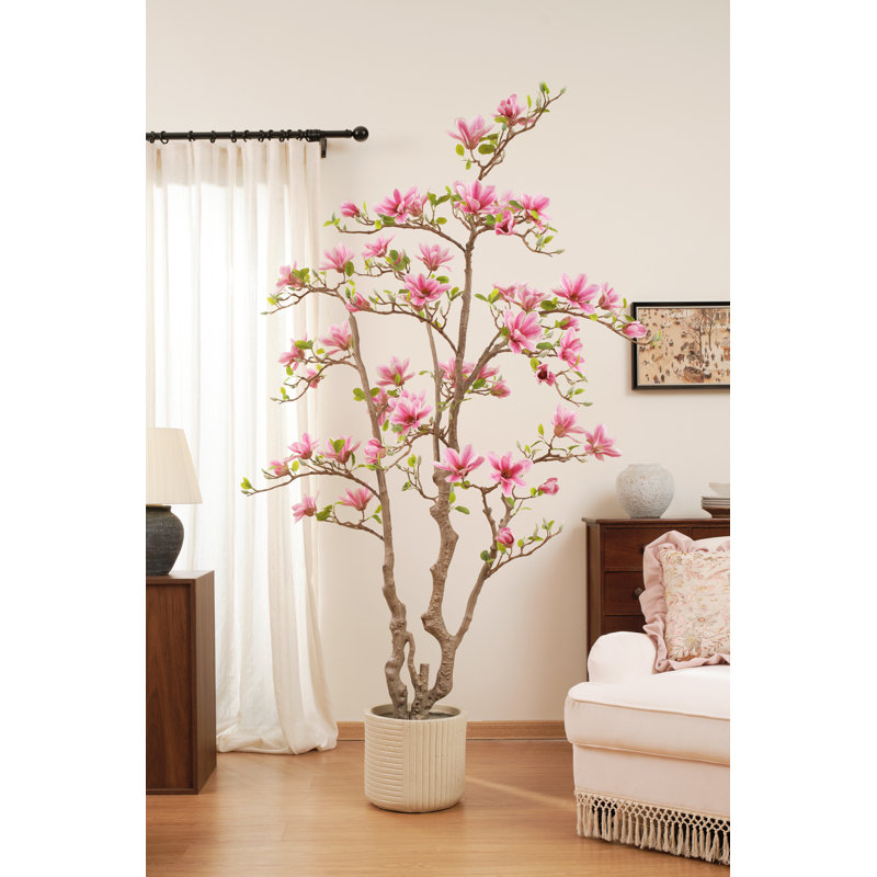 82" Pink Magnolia Flowering Tree in Pot