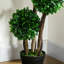 Topiaire de buis artificiel en pot-1232406461-1245143336