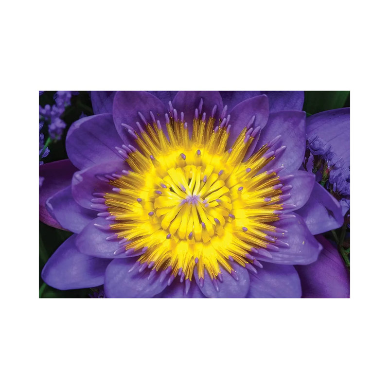 Lotus by Glauco Meneghelli - Wrapped Canvas Print, 20.32cm H x 30.48cm W x 1.9cm D
