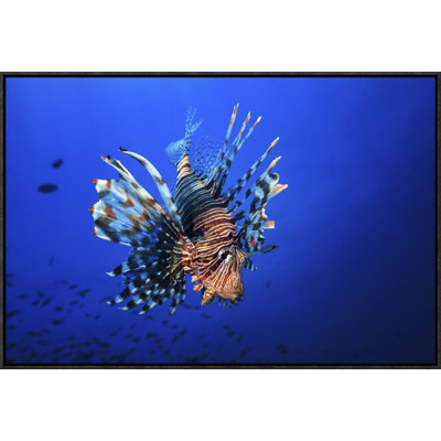 " Lionfish " by Barathieu Gabriel