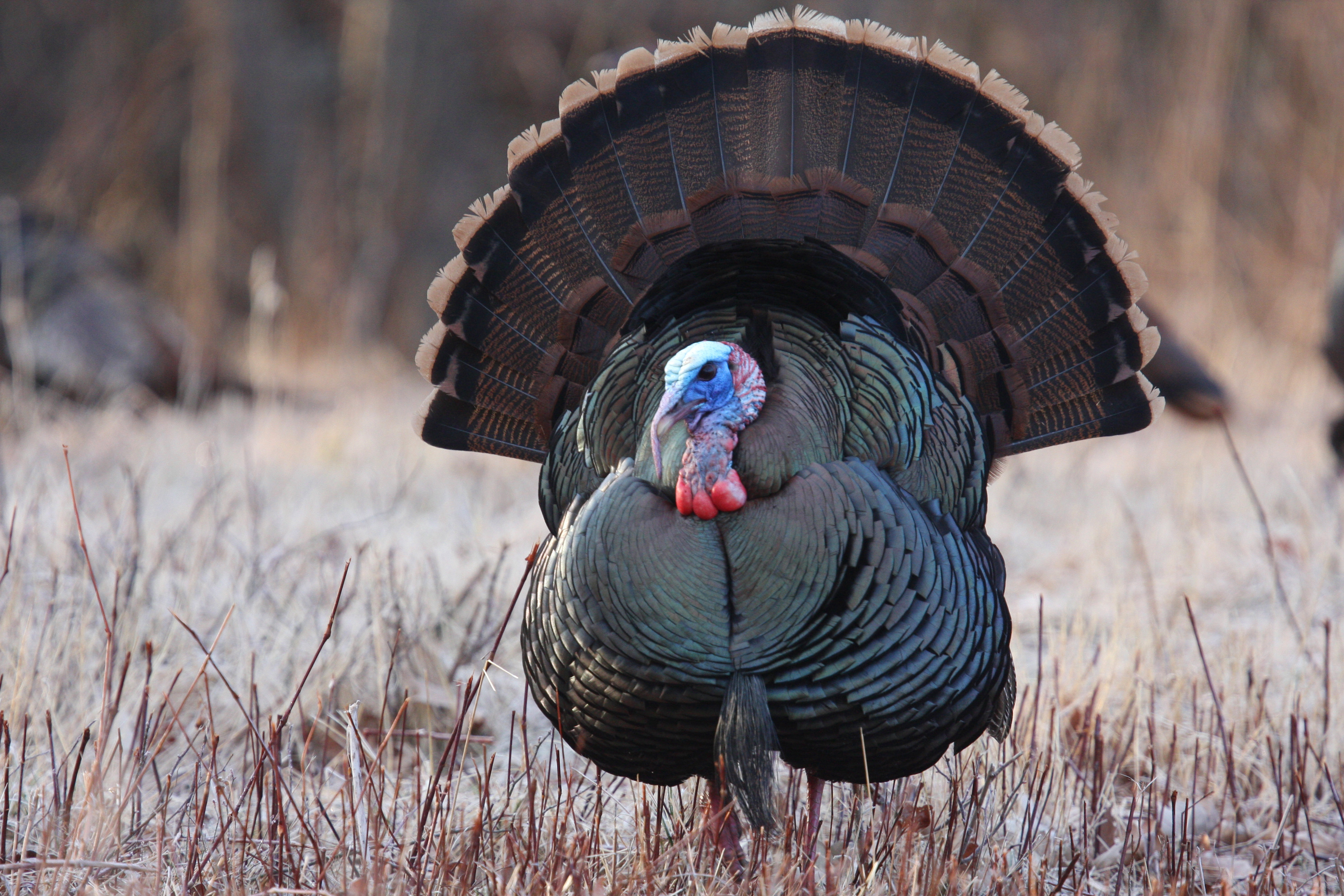 Rear View of Single Wild Turkey with Full Tail Feathers - Wrapped Canvas Photograph Ebern Designs Size: 12 W x 12 H