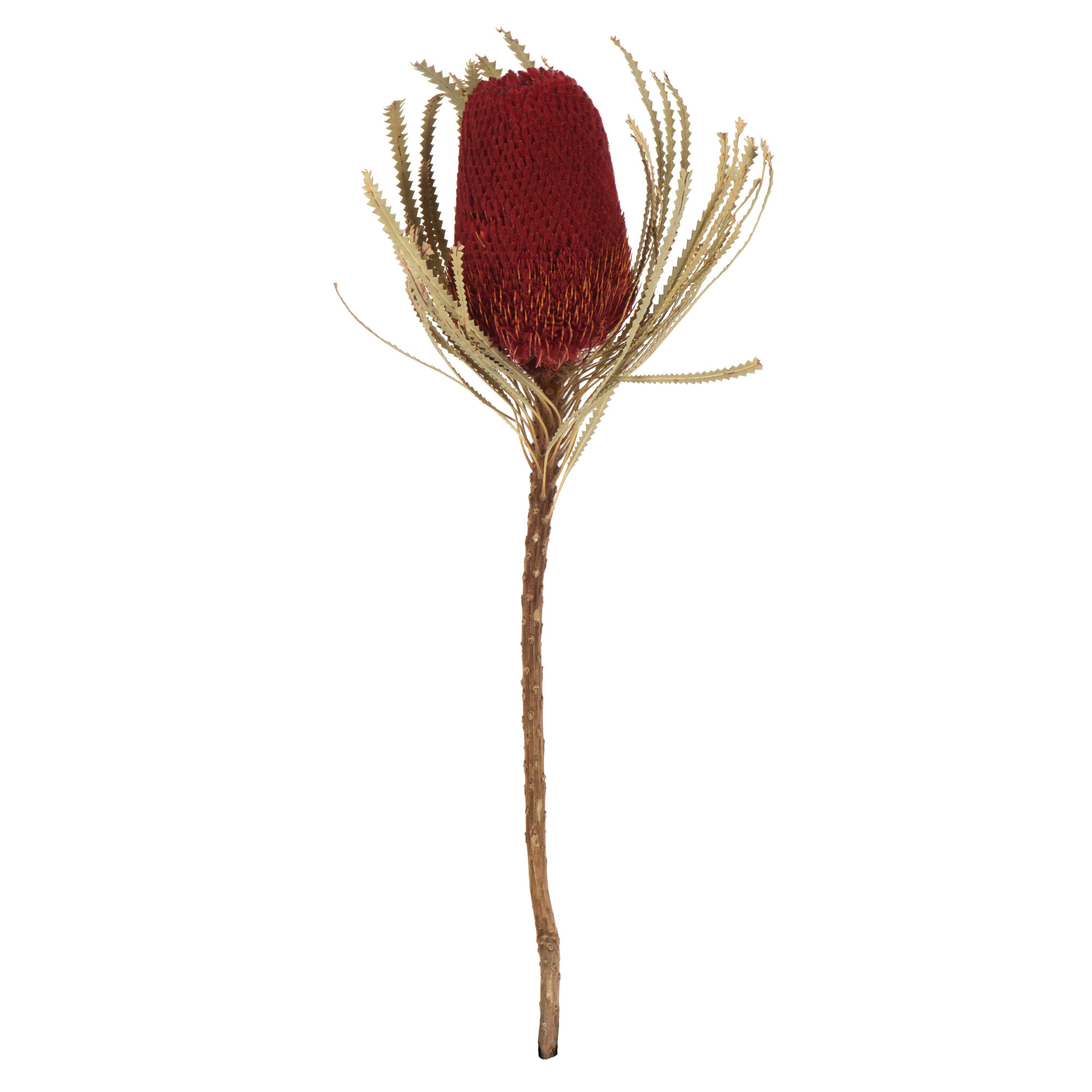 12" Jumbo Banksia Flower with Stem Dried, Red