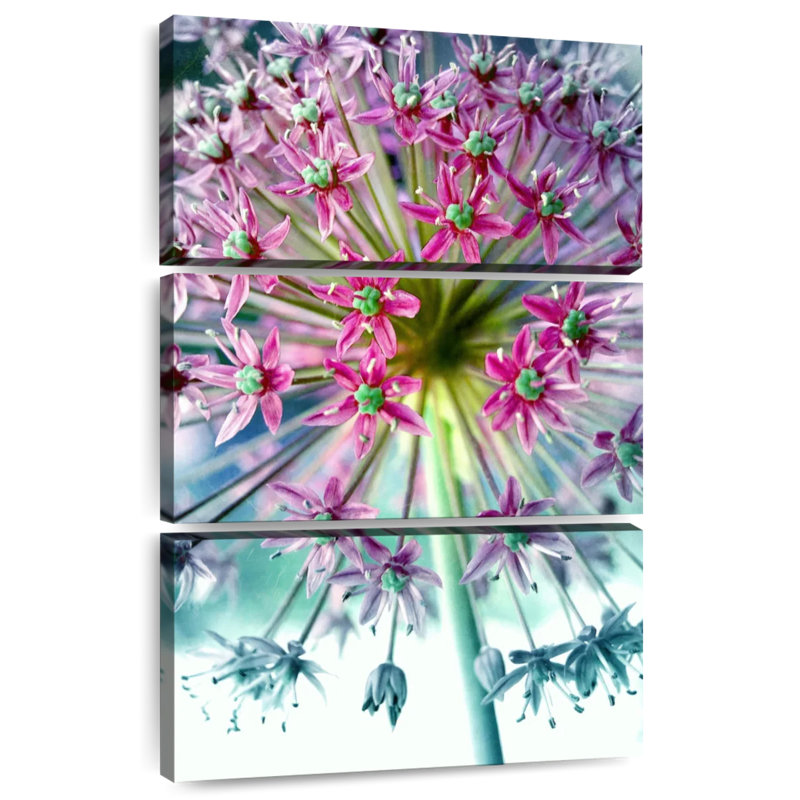 Allium rose turquoise