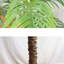 7.87cm Plant