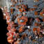 Grande vanadinite sur grille de goethite noire