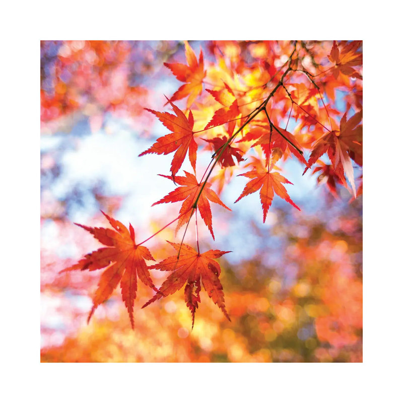 Japanese Maple Tree In Autumn by Jan Becke - Wrapped Canvas Print, 93.98 cm H x 93.98 cm W x 3.175 cm D