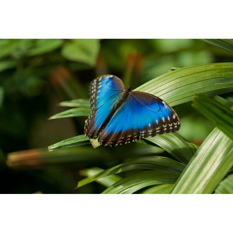Runulf Blue Butterfly - Wrapped Canvas Print, 61cm H x 91cm W 3.8cm D