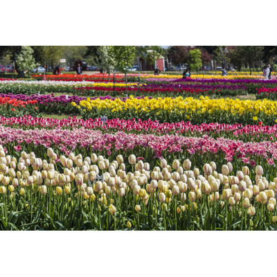 " Tulips Garden " by Shrirampatki