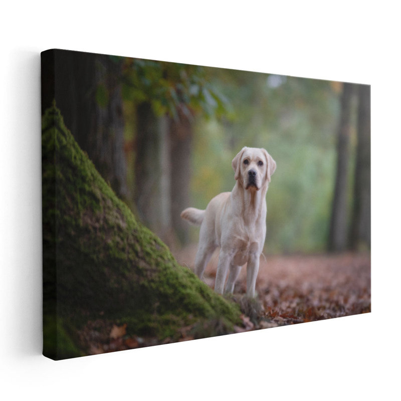 «Yellow Labrador Retriever debout dans une forêt», reproduction d'art sur toile, H 16 po x l 24 po