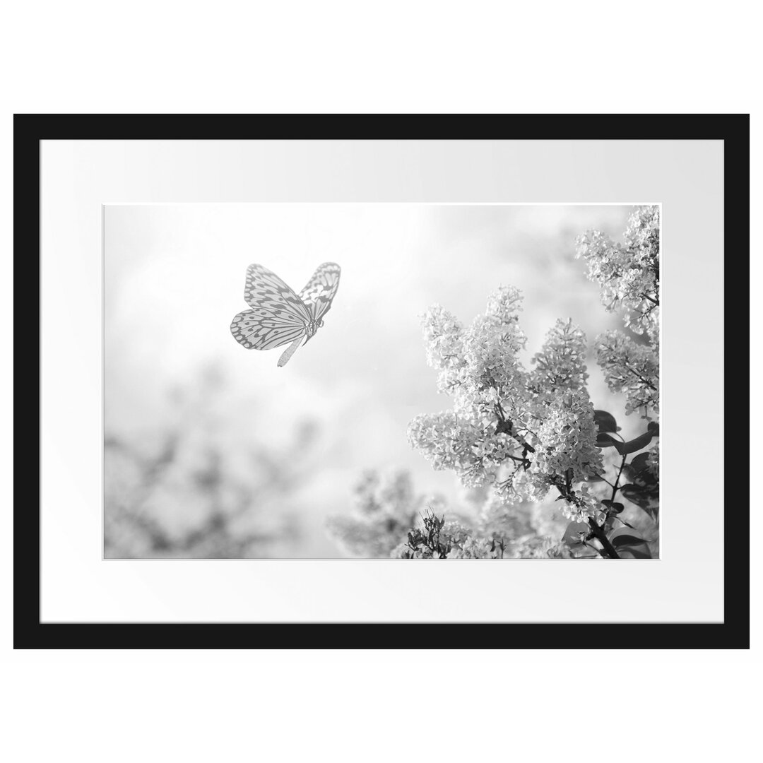 Gerahmtes Poster Schmetterling Kirschblüten