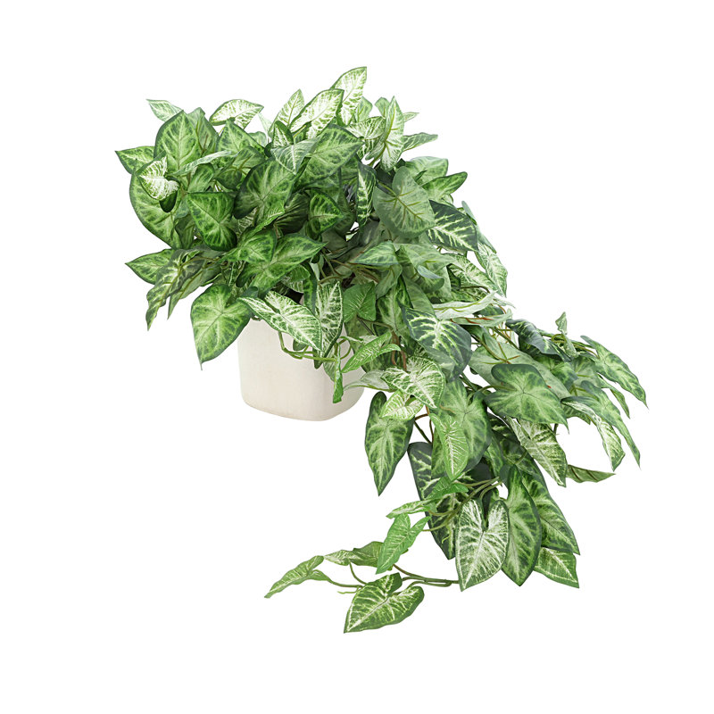 Meacham Syngium plante dans un vase en céramique