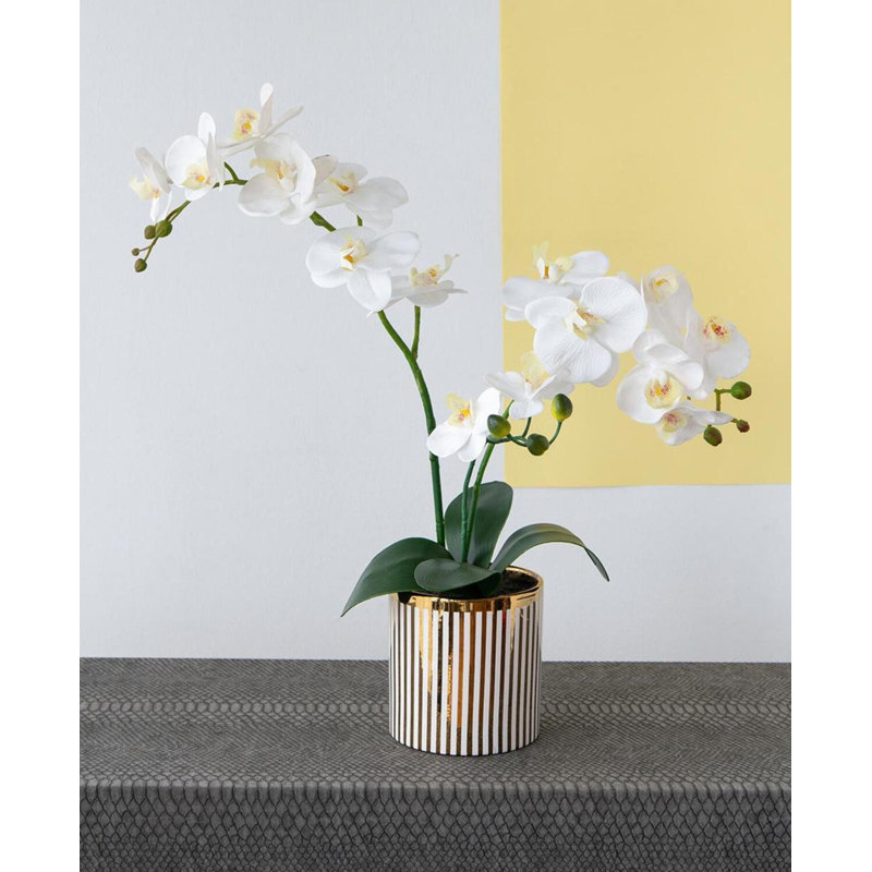 Orchidée rayée en pot